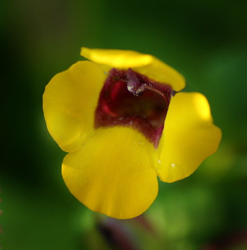 黄色のトレニア