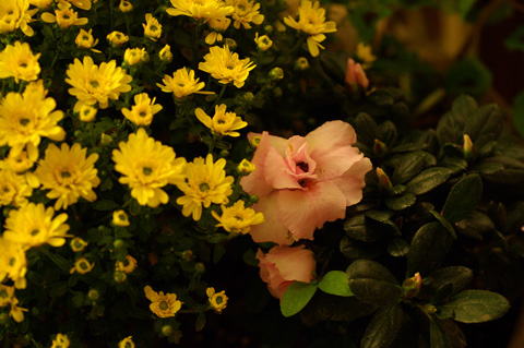 小菊とバラ