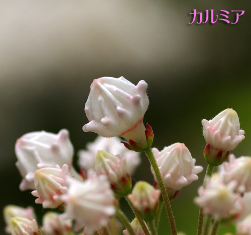 カルミア