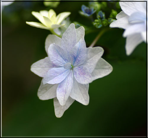 スミダノハナビ