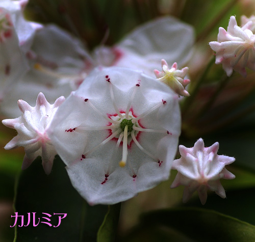 カルミア