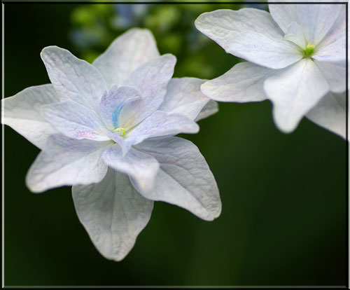 スミダノハナビ