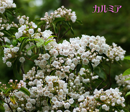 カルミア