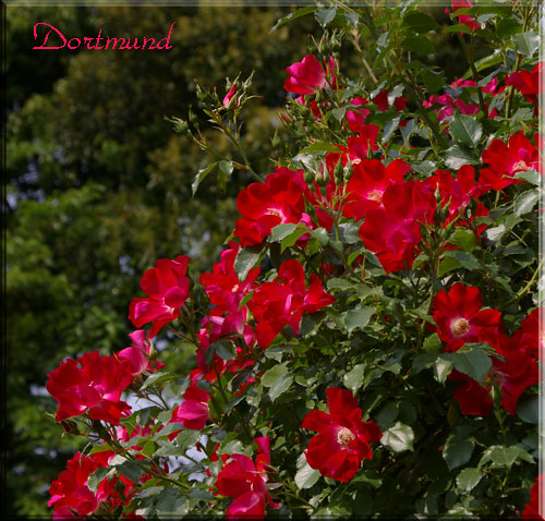 赤いバラ　ドルトムント
