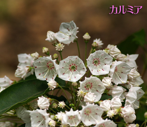 カルミア