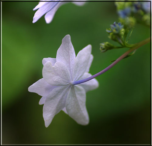 スミダノハナビ