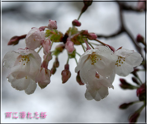 雨に濡れたソメイヨシノ