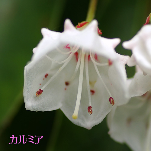 カルミア