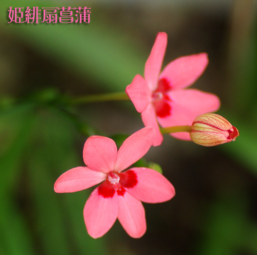 ヒメヒオウギアヤメ