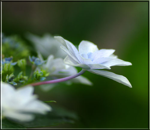 スミダノハナビ