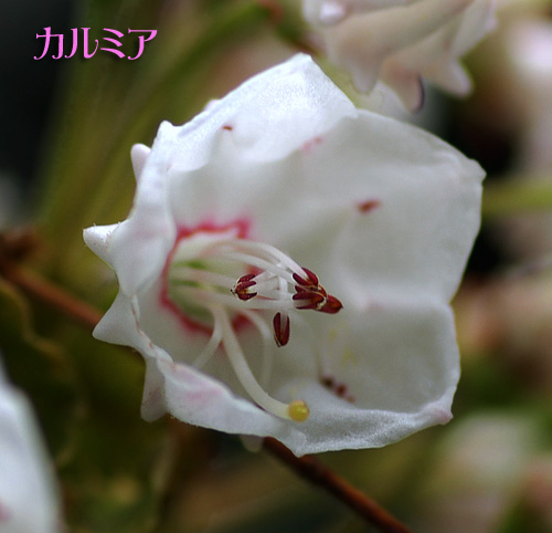 カルミア
