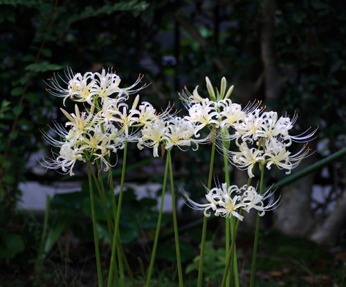 我が家の白花曼珠沙華