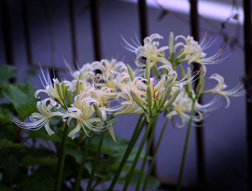 我が家の白花曼珠沙華
