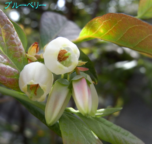 ブルーベリー