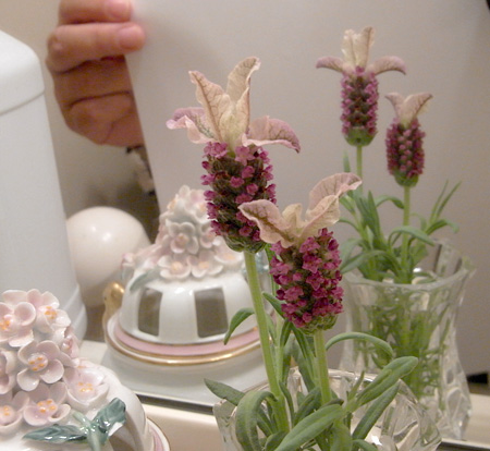 フレンチラベンダー