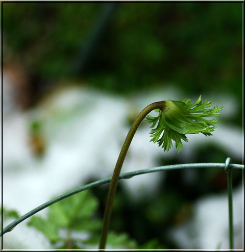アネモネのつぼみ