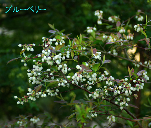 ブルーベリー
