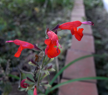 元気に咲いています。