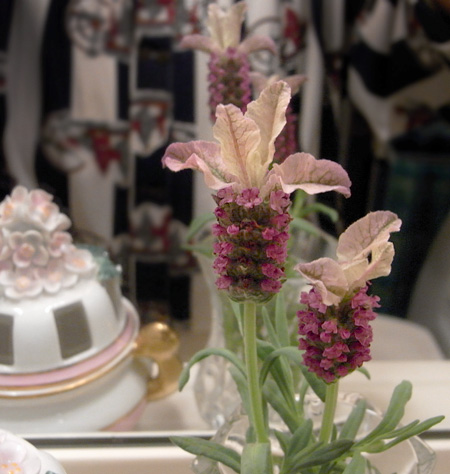 フレンチラベンダー