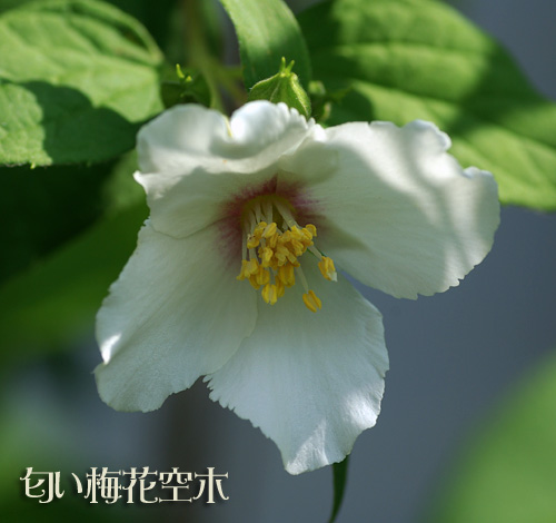 ベルエトワール