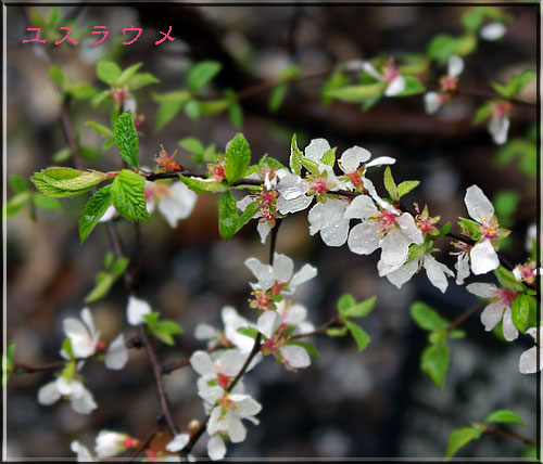 ユスラウメ