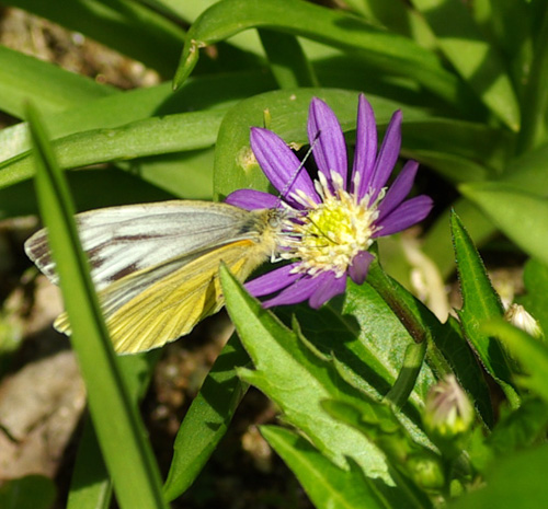 モンシロチョウ