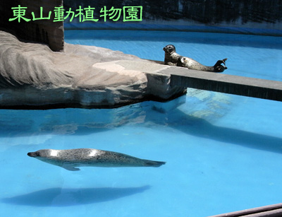 ゴマフアザラシ