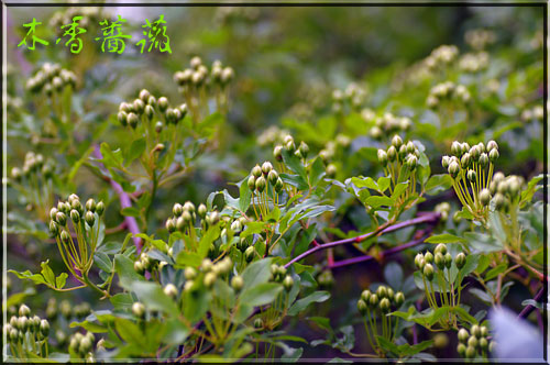 モッコウバラのつぼみ