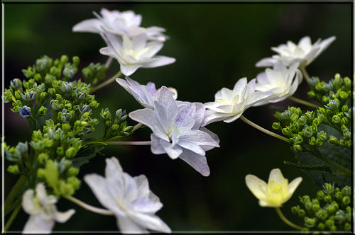 スミダノハナビ