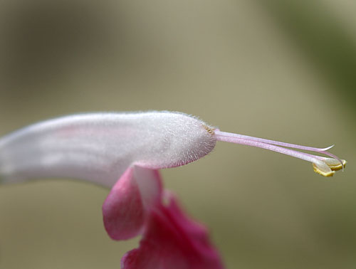 サルビア・コクネシア