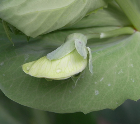 ツタンカーメンの豆の花