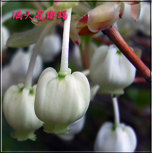 ドウダンツツジ