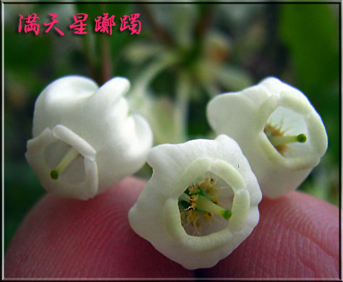 ドウダンツツジ