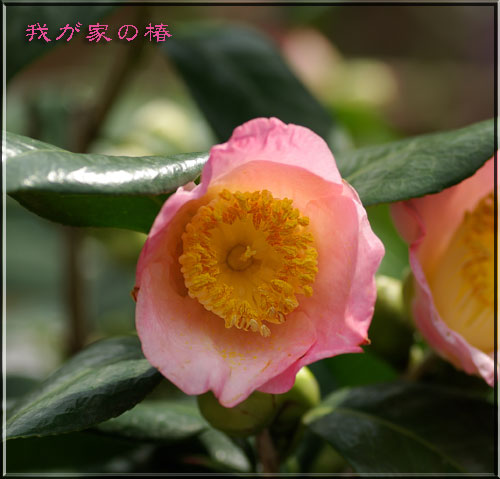 ピンクの椿