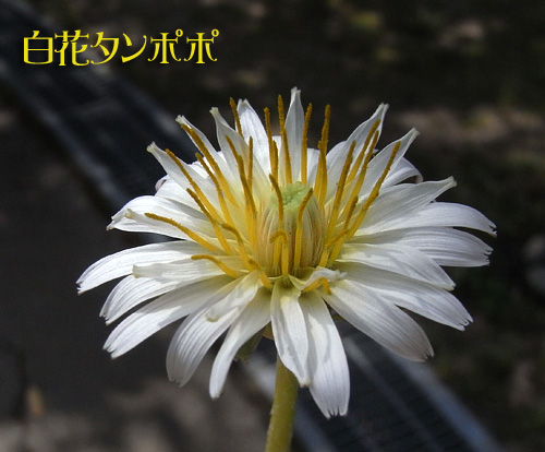 白花タンポポ