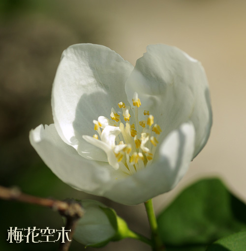 梅花空木