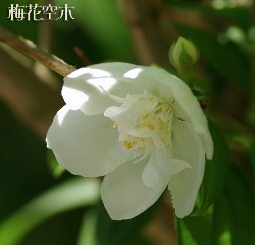 梅花空木