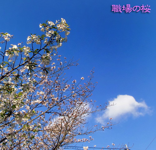 桜