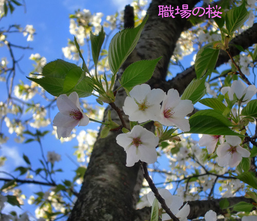 桜