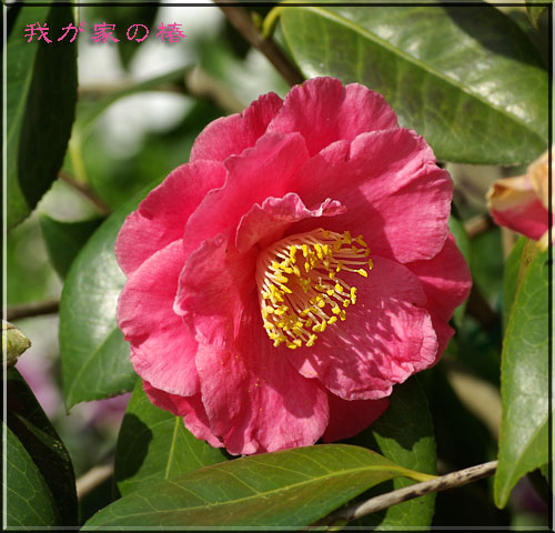 絞りの椿、なんだけど・・・