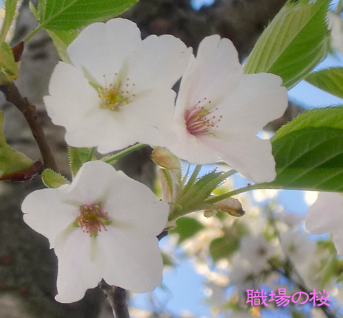 桜