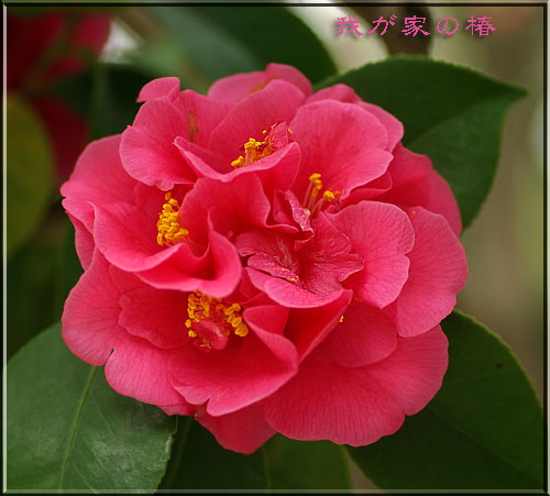派手な椿