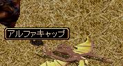 アルファキャップ.jpg