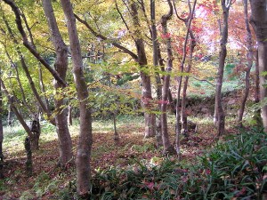 PB260046 (300x225).jpg