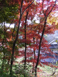 PB260041 (225x300).jpg