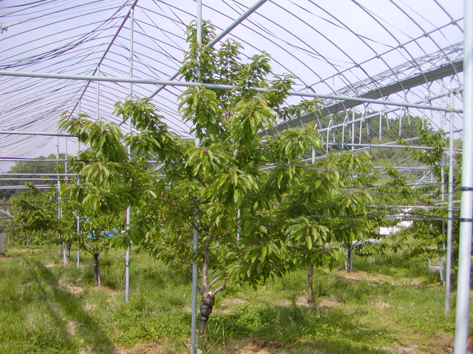 さくらんぼの木の枝を広げてやる作業 マルハラ果樹園案内 楽天ブログ