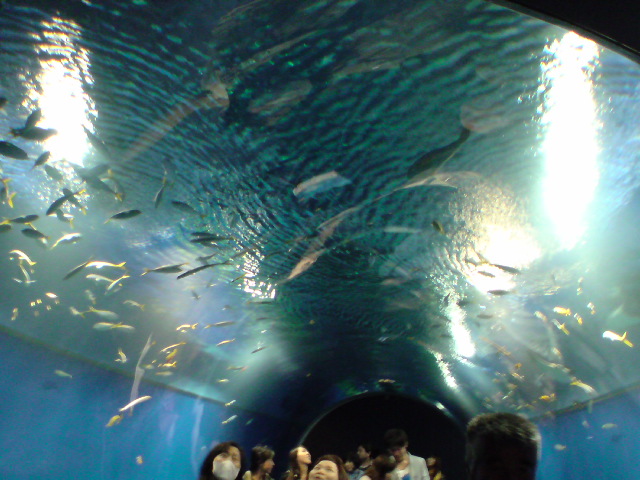 魚のとおりぬけ・アクアゲート