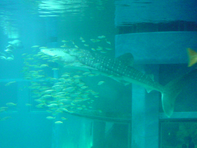 人気者のジンベエザメ