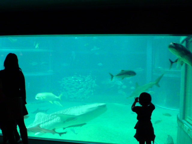 ジンベエザメと女の子…