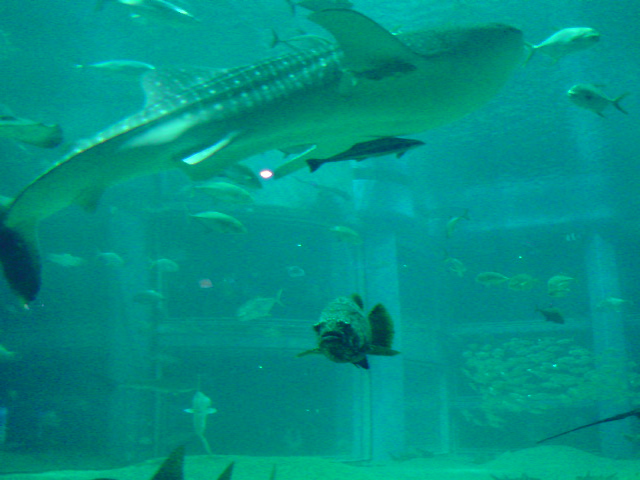 巨大水槽の魚たち…